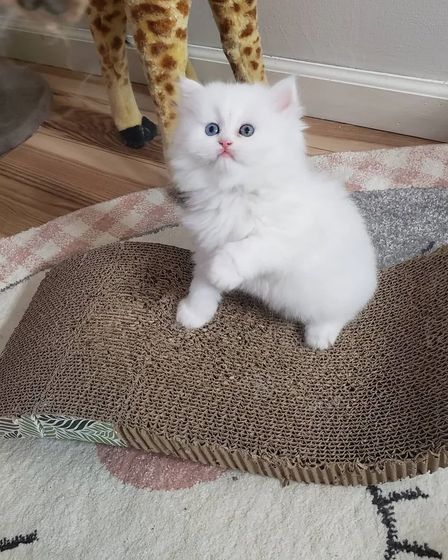Pedigree Persian Kittens For Sale | Cats | Dublin | 2