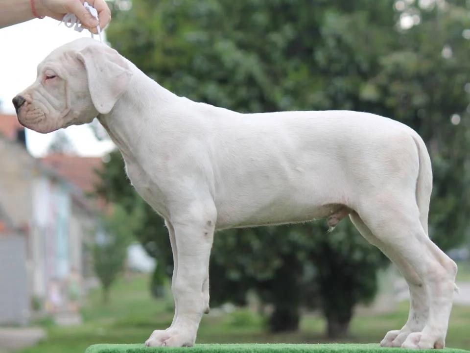 Dogo Argentino Puppies  Premium Litter | Dogs | Zrenjanin | 5