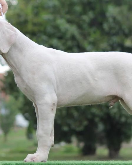 Dogo Argentino Puppies Premium Litter | Dogs | Zrenjanin | 5