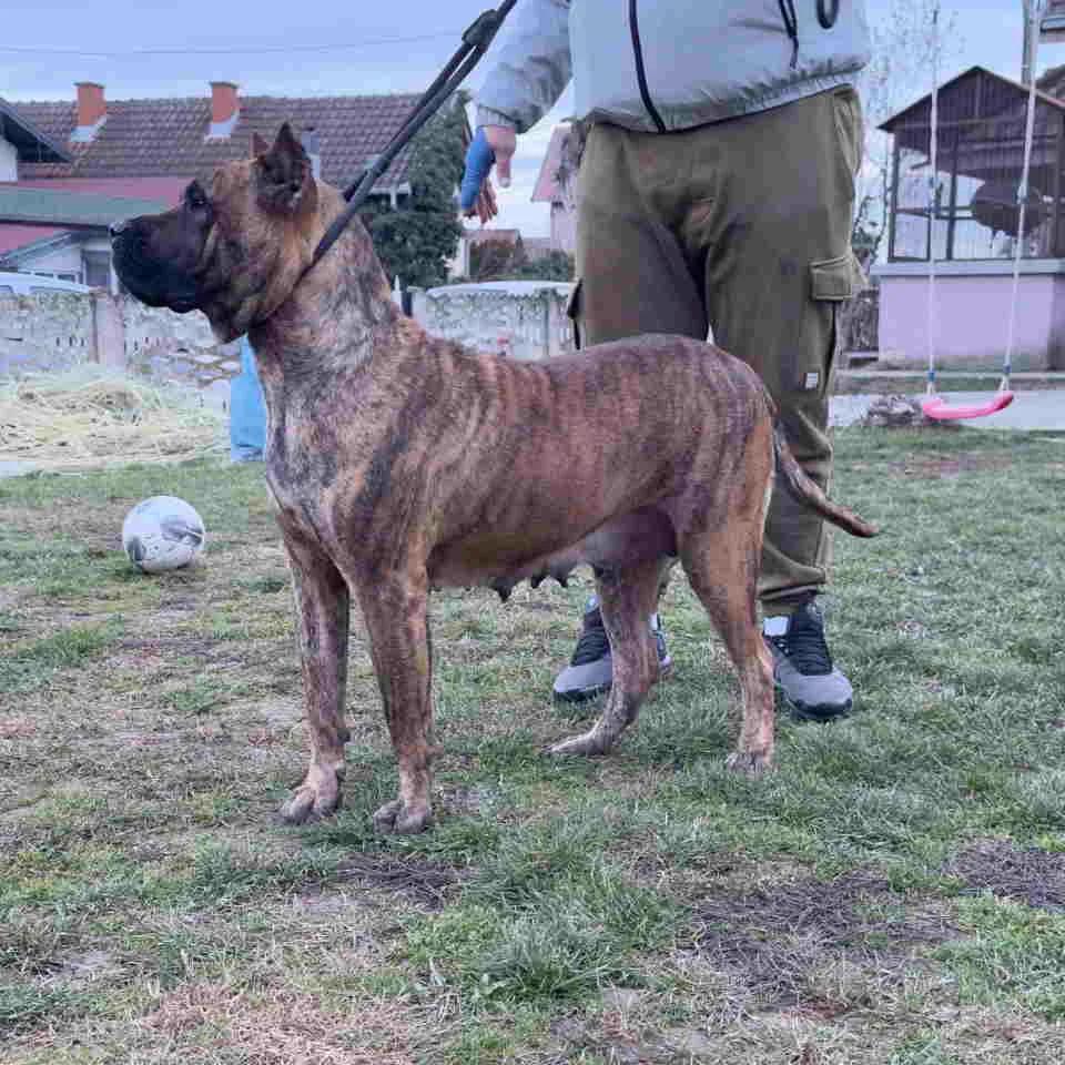 For Sale: Canario Puppies (Canary Dog), top pedigree | Dogs | Smederevo | 3