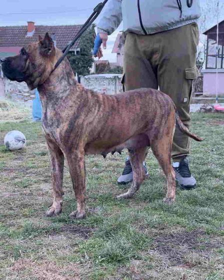 For Sale: Canario Puppies (Canary Dog), top pedigree | Dogs | Smederevo | 3