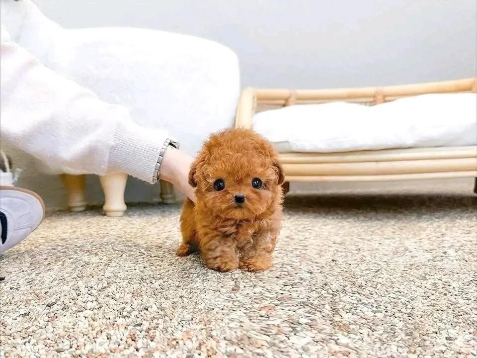 🐾 Adorable Poodle Puppy Available for Adoption! 🐾 | Dogs | Berlin | 4