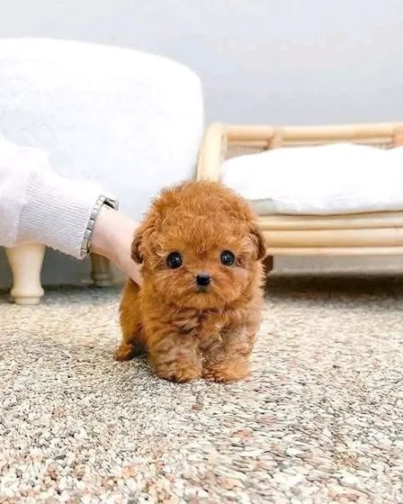 š¾ Adorable Poodle Puppy Available for Adoption! š¾ | Dogs | Berlin | 4