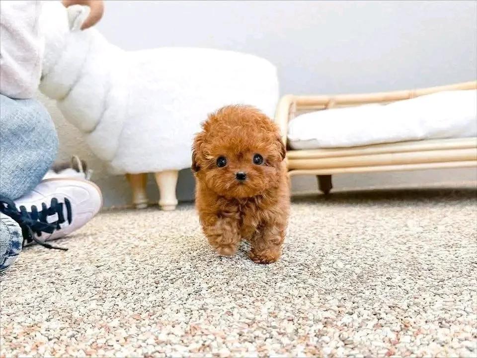 🐾 Adorable Poodle Puppy Available for Adoption! 🐾 | Dogs | Berlin | 3