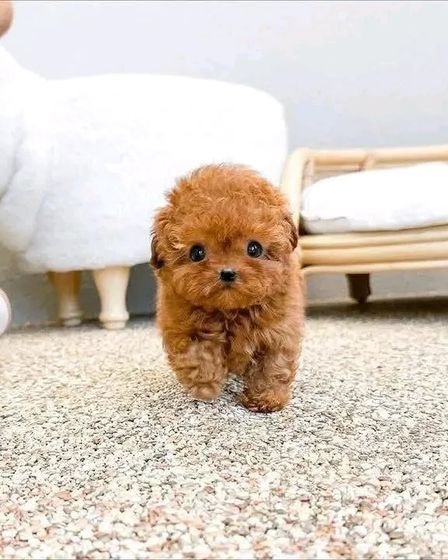 š¾ Adorable Poodle Puppy Available for Adoption! š¾ | Dogs | Berlin | 3
