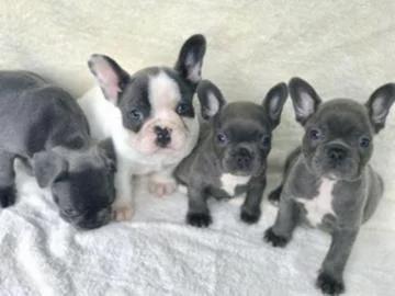 Male and Female Trained French Bulldog