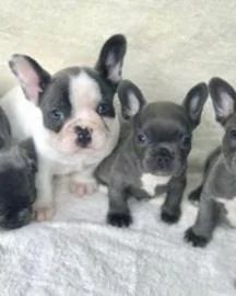 Male and Female Trained French Bulldog