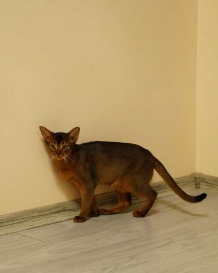 Abyssinian kitten | Cats | Riga | 4