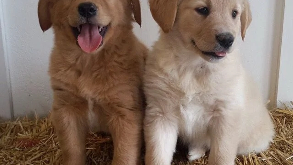Cute golden retriever puppies for sale | Dogs | Dornbirn | Ad gallery (SEO) | 3