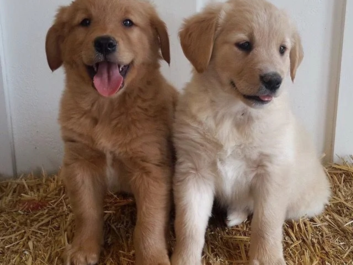 Cute golden retriever puppies for sale | Dogs | Dornbirn | Ad gallery (SEO) | 2
