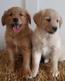 Cute golden retriever puppies for sale