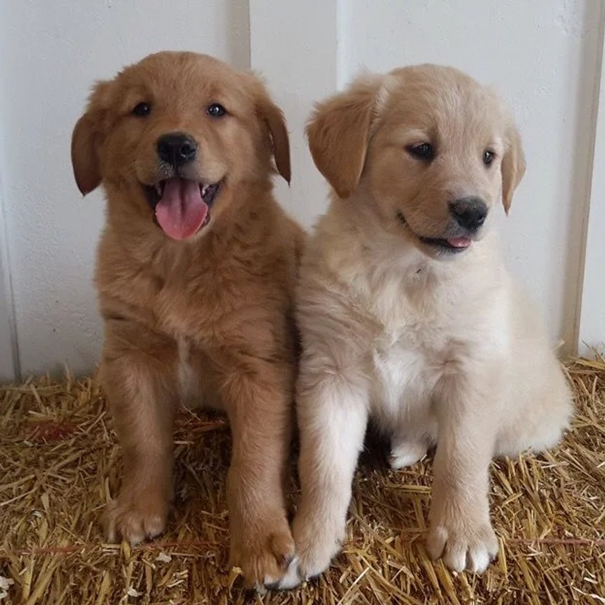 Cute golden retriever puppies for sale | Dogs | Dornbirn | Ad gallery (SEO) | 1