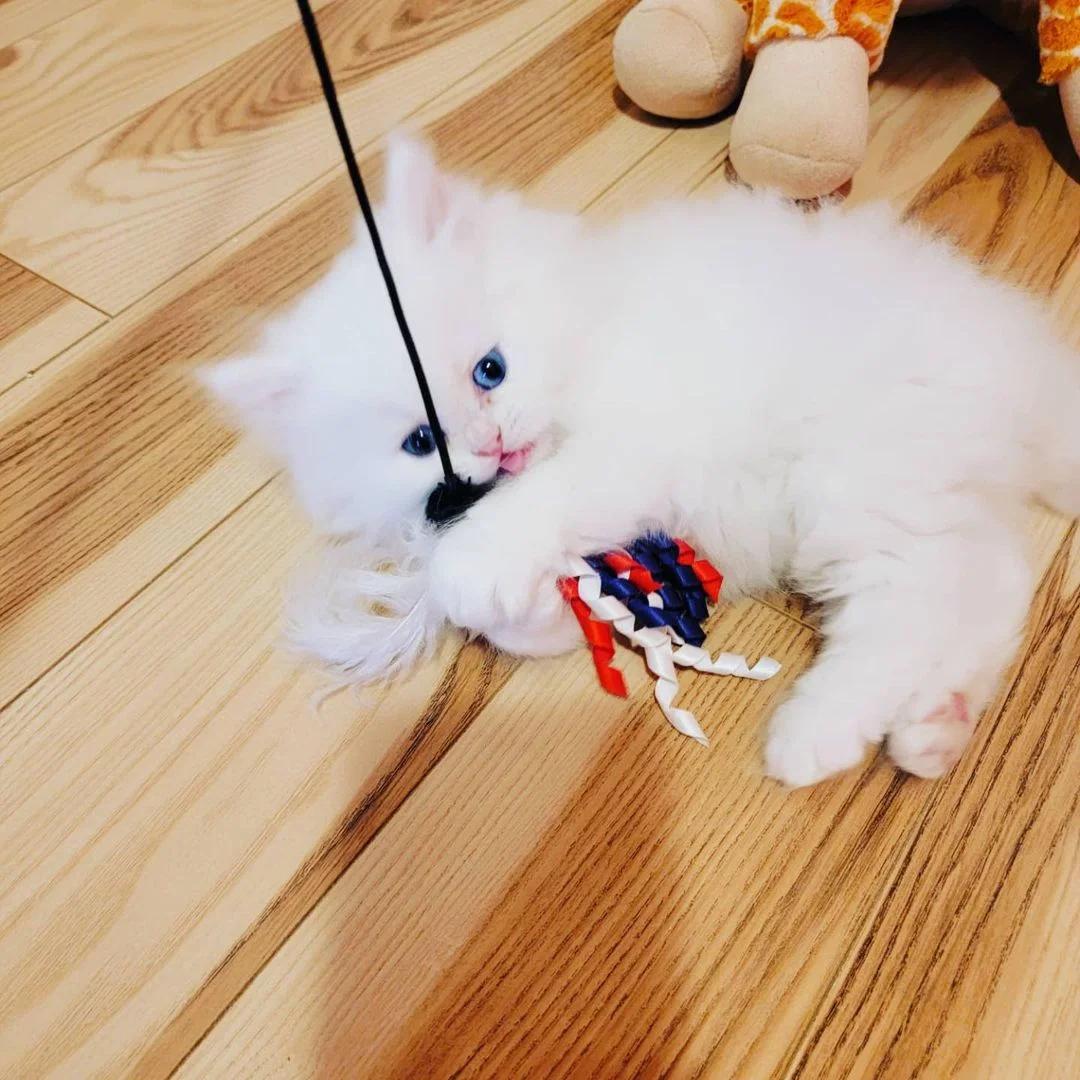 Pedigree Persian Kittens For Sale | Cats | Dublin | 3