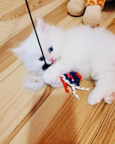 Pedigree Persian Kittens For Sale | Cats | Dublin | 3