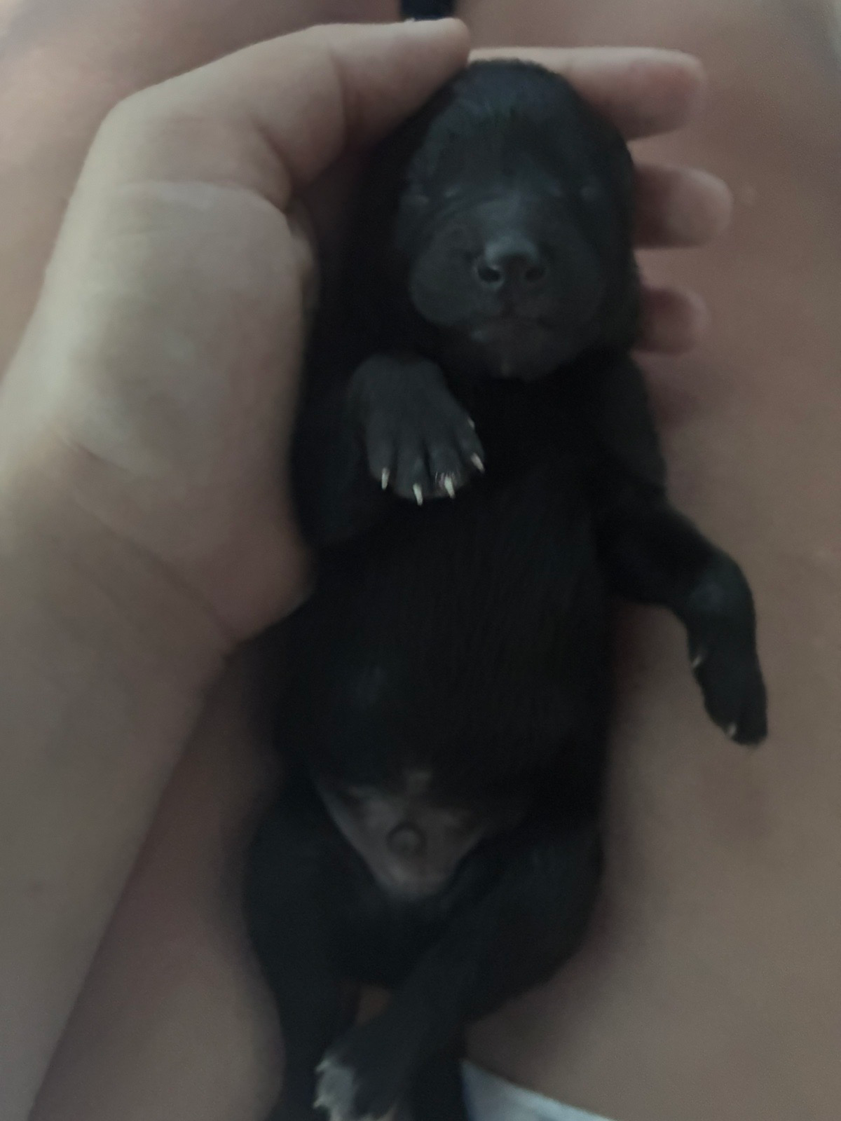 Nine tiny black Belgian Shepherds came into the world. | Dogs | Dobrich | 2