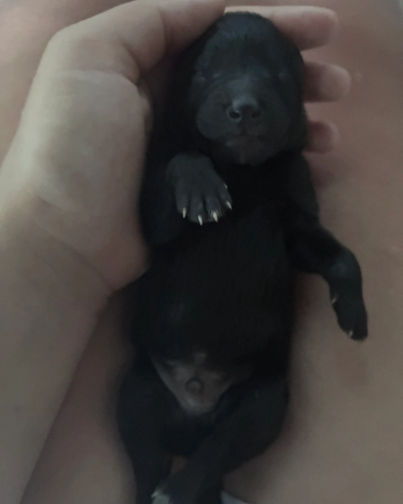 Nine tiny black Belgian Shepherds came into the world. | Dogs | Dobrich | 2