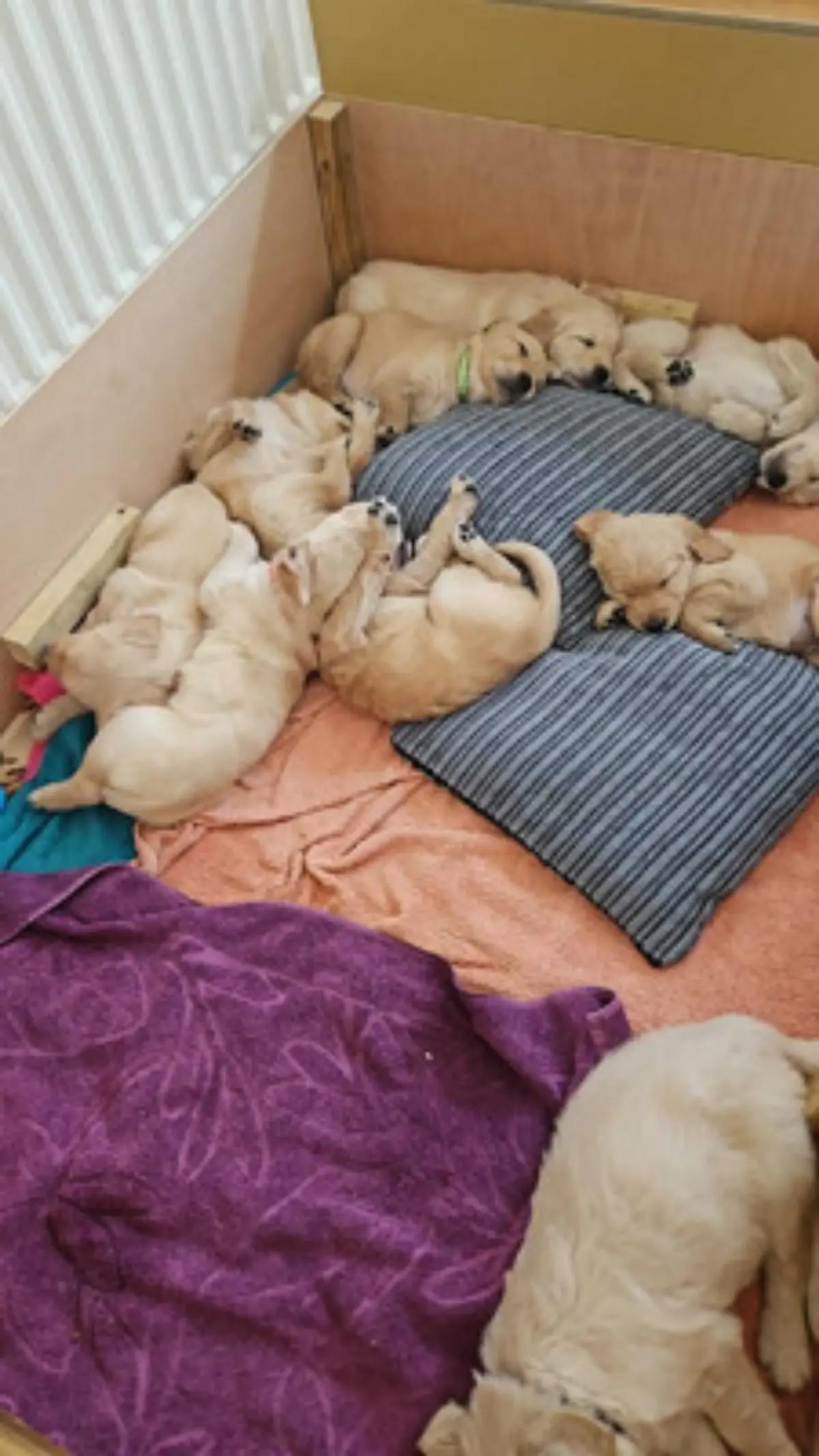 adorable Golden Retriever puppies ready for sale | Dogs | London | 2