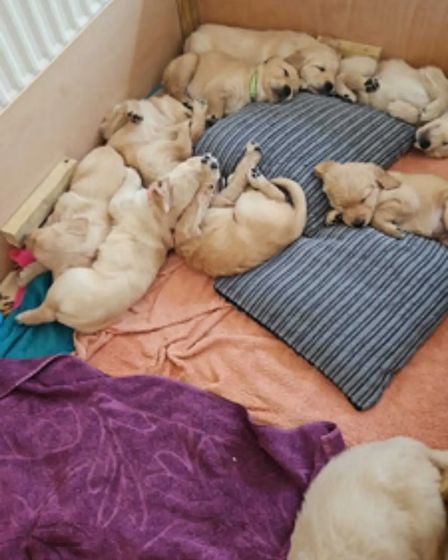adorable Golden Retriever puppies ready for sale | Dogs | London | 2
