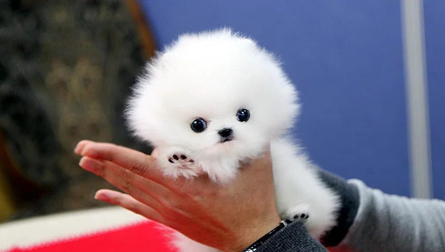 Beautiful mini t-cup Pomeranian puppies for sale. | Dogs | Barcelona | 2