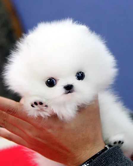 Beautiful mini t-cup Pomeranian puppies for sale. | Dogs | Barcelona | 2