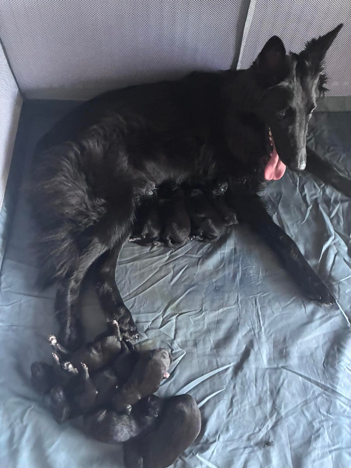 Nine tiny black Belgian Shepherds came into the world. | Dogs | Dobrich | 4