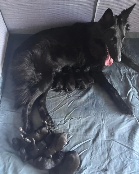 Nine tiny black Belgian Shepherds came into the world. | Dogs | Dobrich | 4