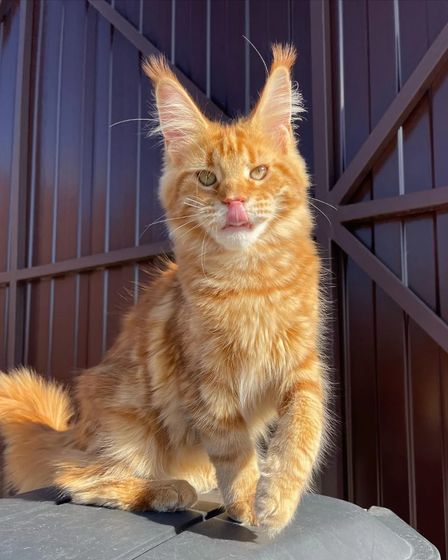 Beautiful maine coon kittens are available | Cats | Paris | 6
