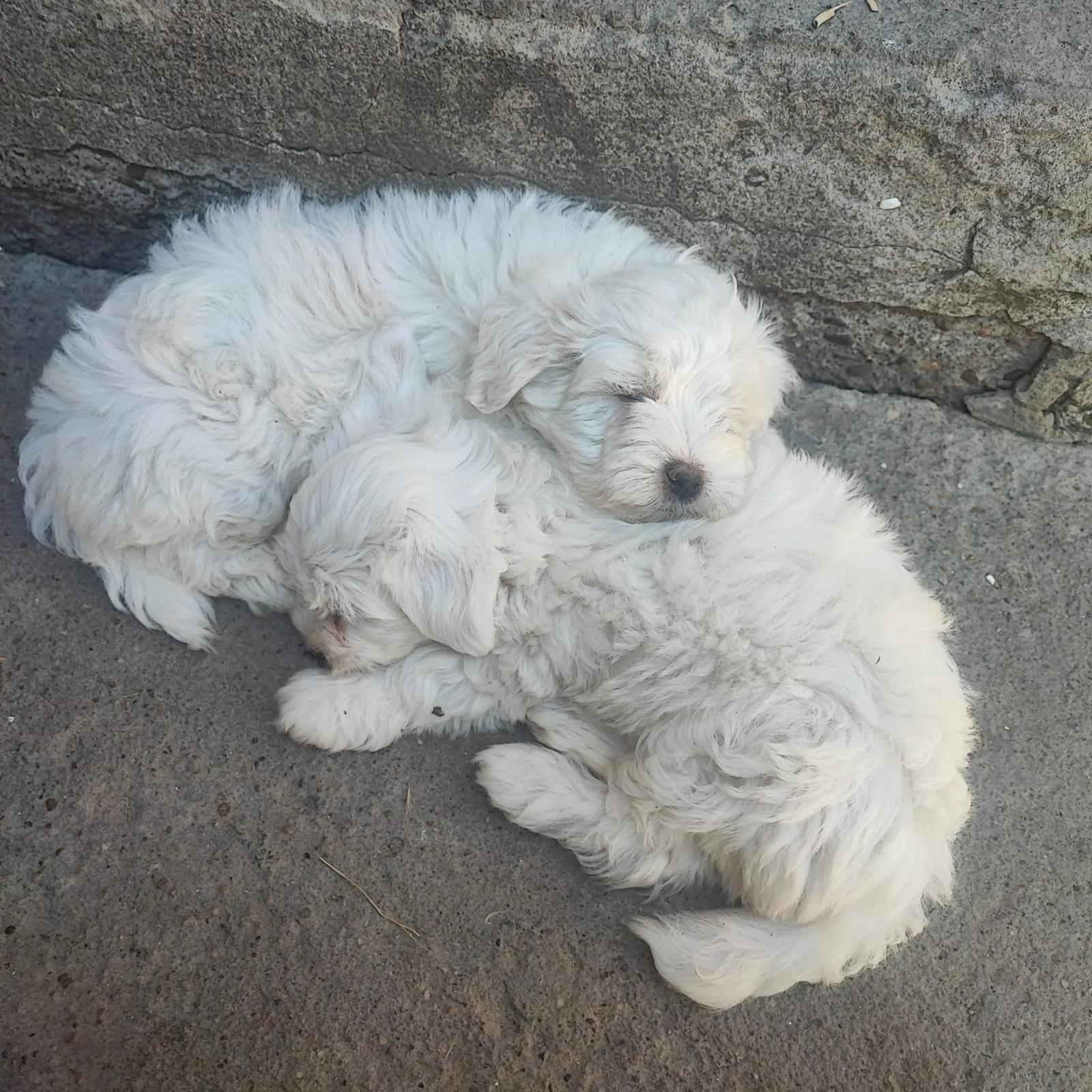 Bichoni Maltezi super jucausi | Dogs | Constanta | 2