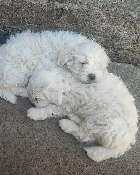 Bichoni Maltezi super jucausi | Dogs | Constanta | 2
