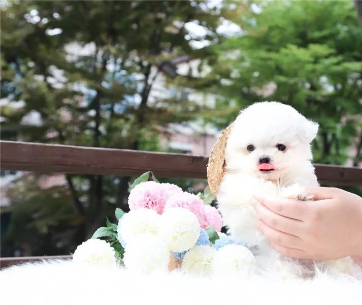 Two Teacup Maltese Puppies Needs a New Family