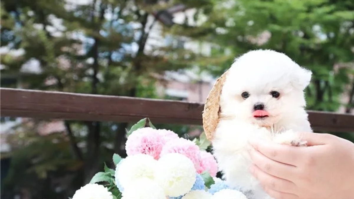 Two Teacup Maltese Puppies Needs a New Family | Dogs | Gothenburg | Ad gallery (SEO) | 3
