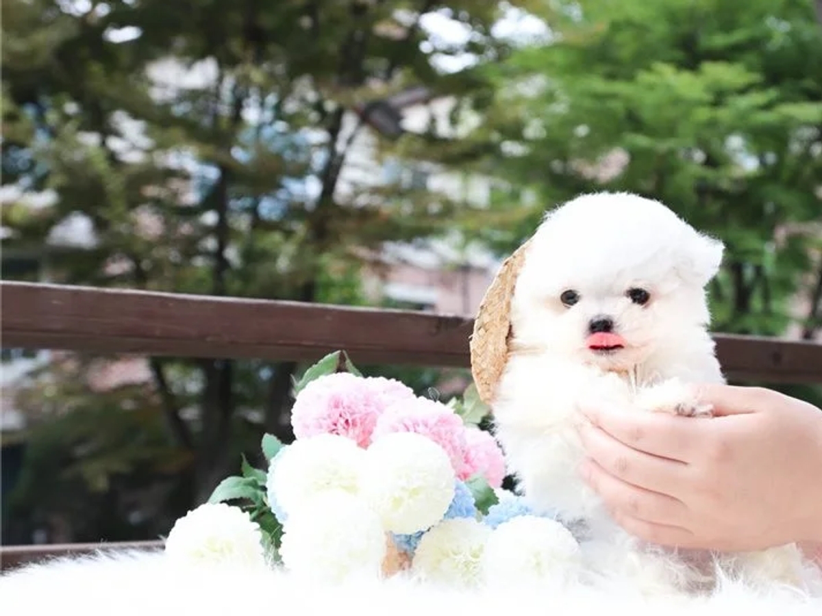 Two Teacup Maltese Puppies Needs a New Family | Dogs | Gothenburg | Ad gallery (SEO) | 2