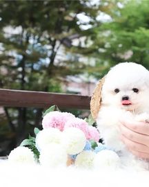 Two Teacup Maltese Puppies Needs a New Family
