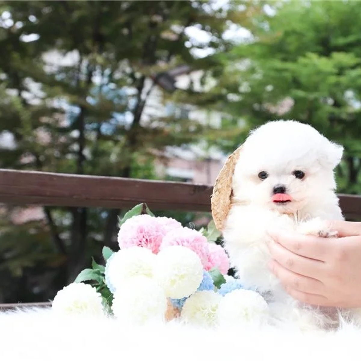Two Teacup Maltese Puppies Needs a New Family | Dogs | Gothenburg | Ad gallery (SEO) | 1
