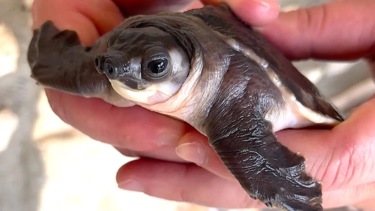Carettochelys insculpta for sale | Reptiles | Montpellier | Ad gallery (SEO) | 3