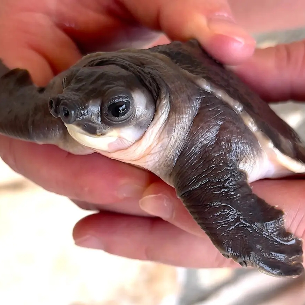 Carettochelys insculpta for sale | Reptiles | Montpellier | Ad gallery (SEO) | 1