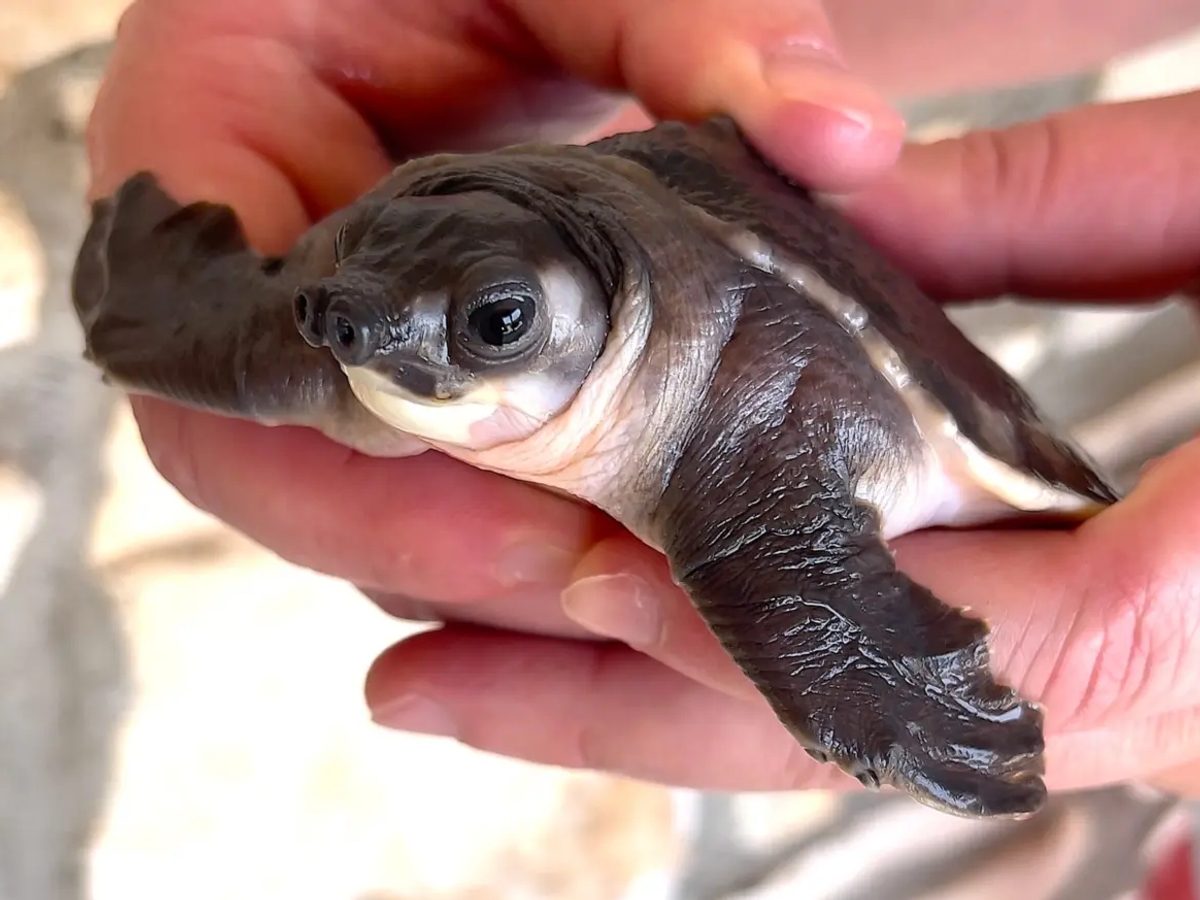 Carettochelys insculpta for sale | Reptiles | Montpellier | Ad gallery (SEO) | 2