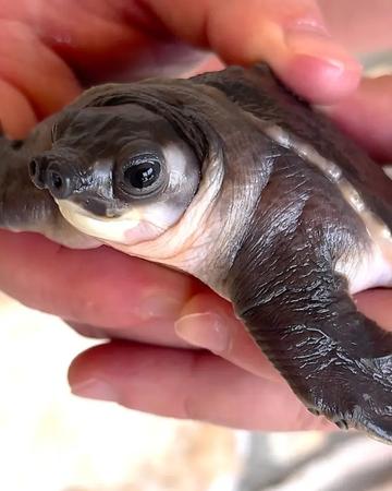 Carettochelys insculpta for sale | Reptiles | Montpellier | 1