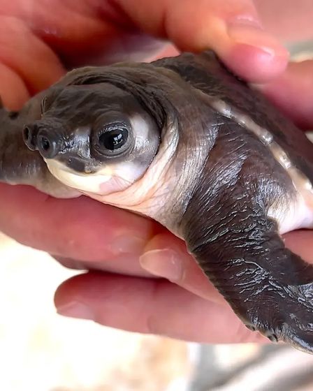 Carettochelys insculpta for sale | Reptiles | Montpellier | 1