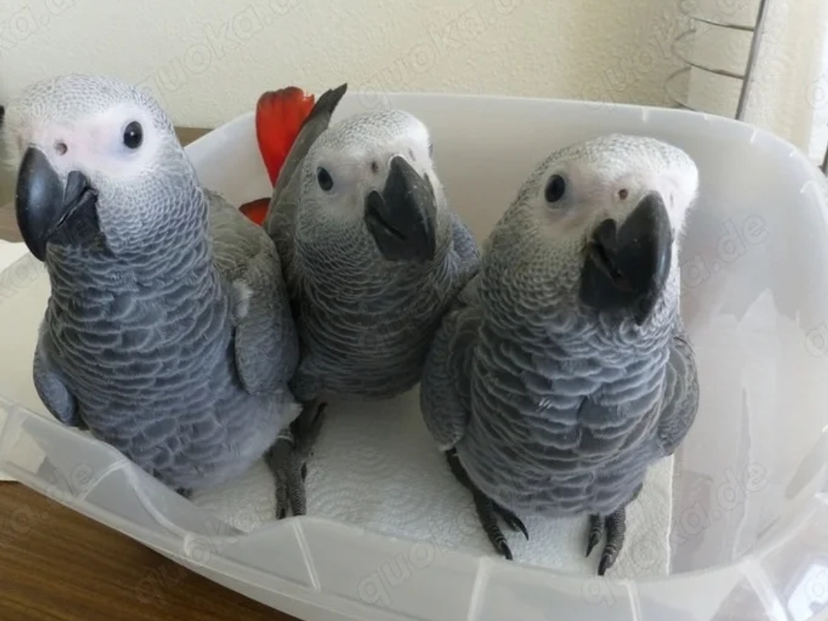 African Grey Parrots | Birds | Berlin | Ad gallery (SEO) | 2