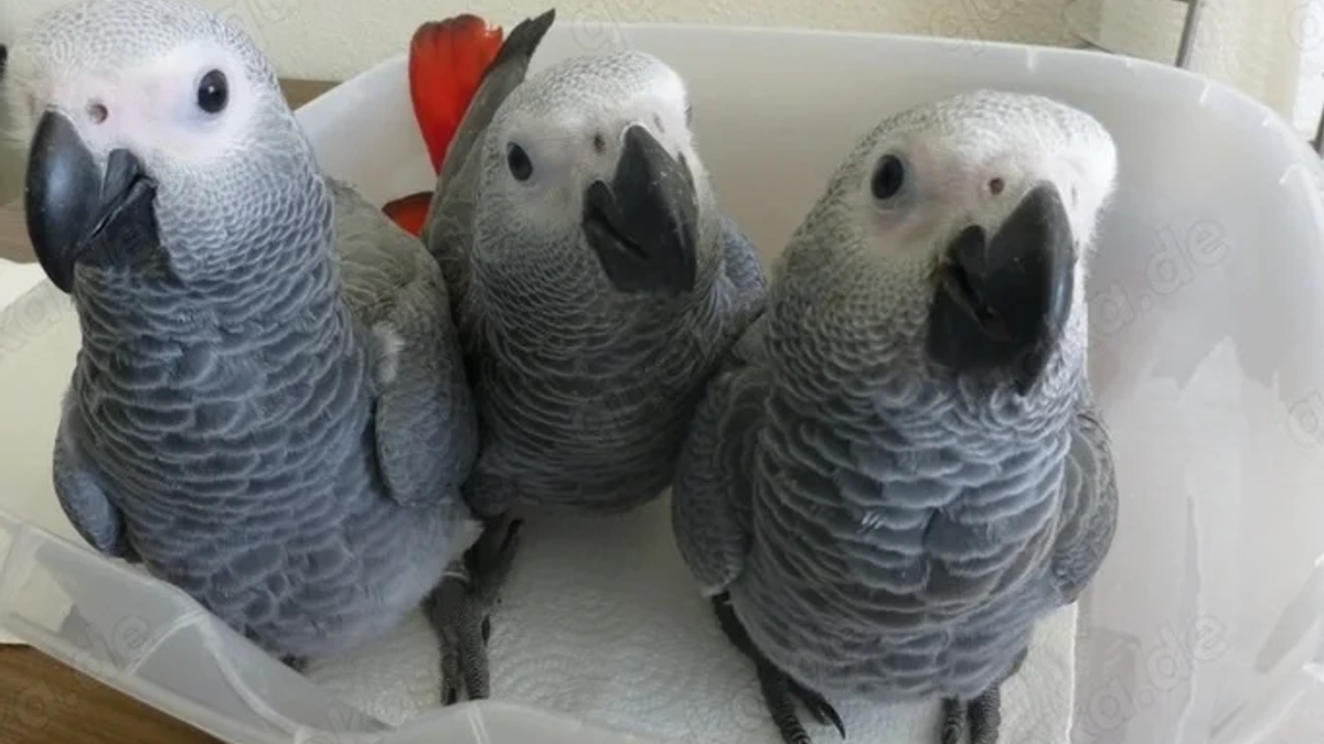 African Grey Parrots | Birds | Berlin | Ad gallery (SEO) | 3