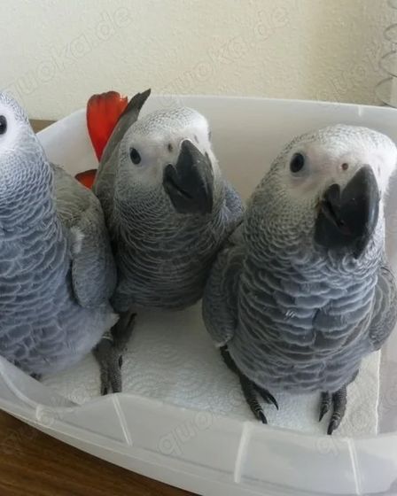 African Grey Parrots | Birds | Berlin | 1