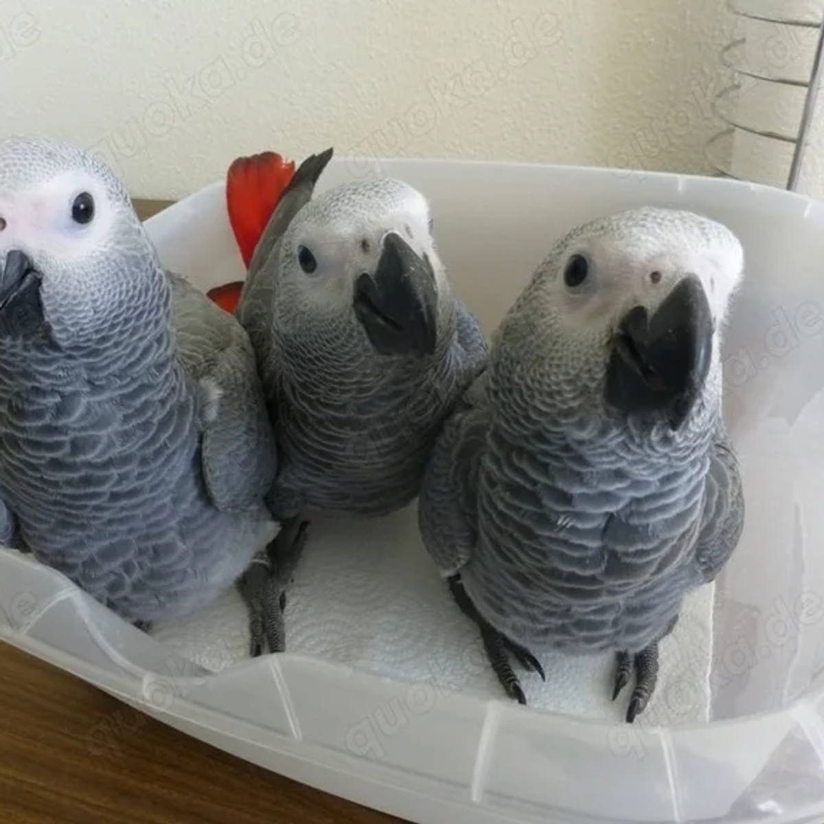 African Grey Parrots | Birds | Berlin | Ad gallery (SEO) | 1