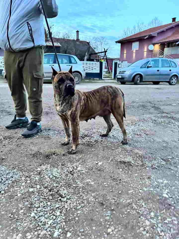 For Sale: Canario Puppies (Canary Dog), top pedigree | Dogs | Smederevo | 5