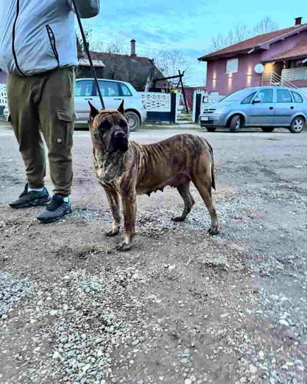 For Sale: Canario Puppies (Canary Dog), top pedigree | Dogs | Smederevo | 5