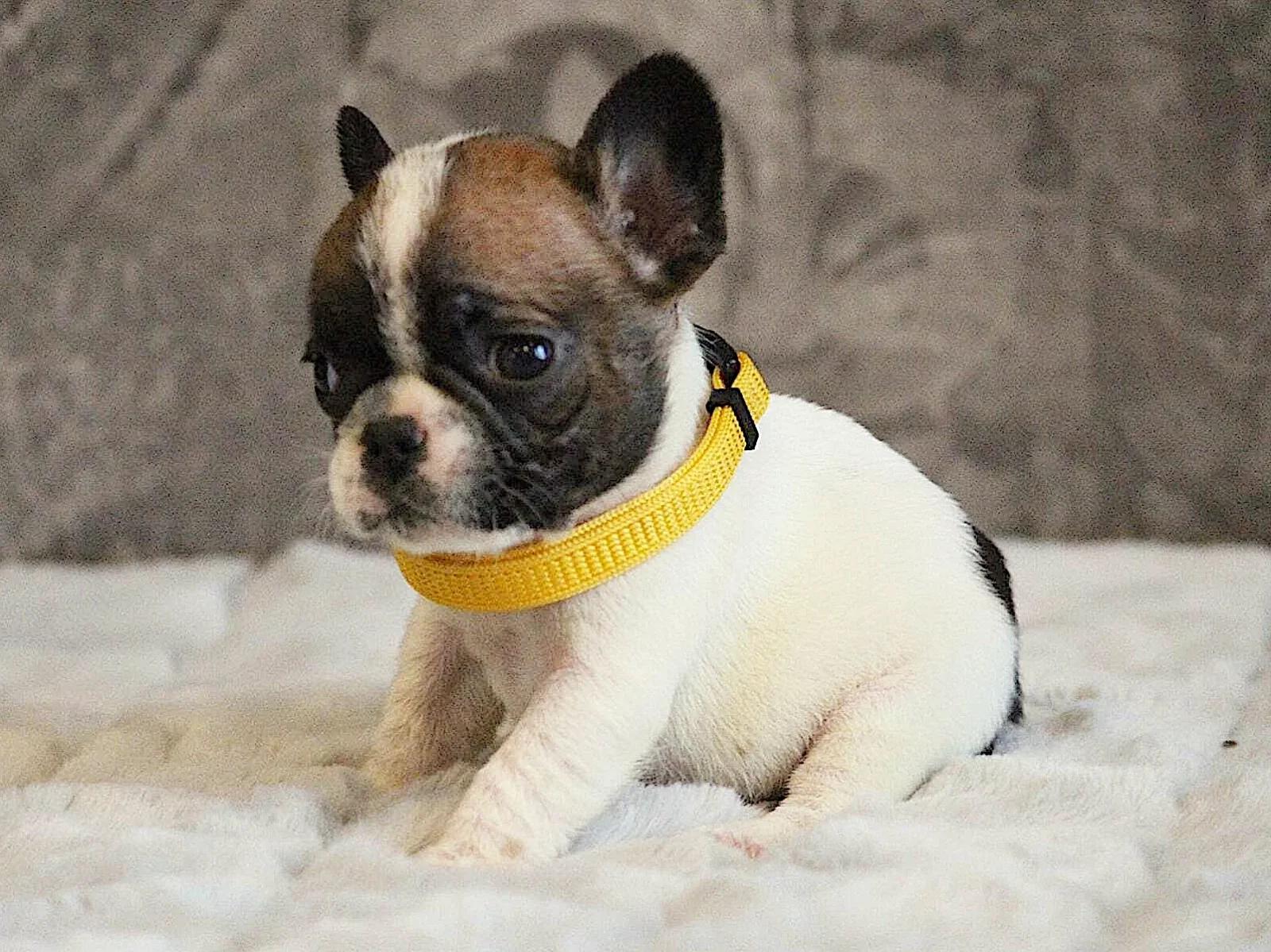 Elite White French Bulldog Male for Sale – 12 Weeks Old – Health Tested Bloodlines | Dogs | London | 6