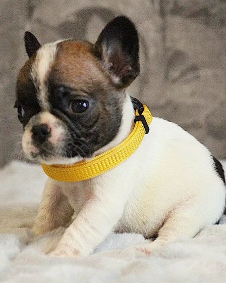 Elite White French Bulldog Male for Sale – 12 Weeks Old – Health Tested Bloodlines | Dogs | London | 6