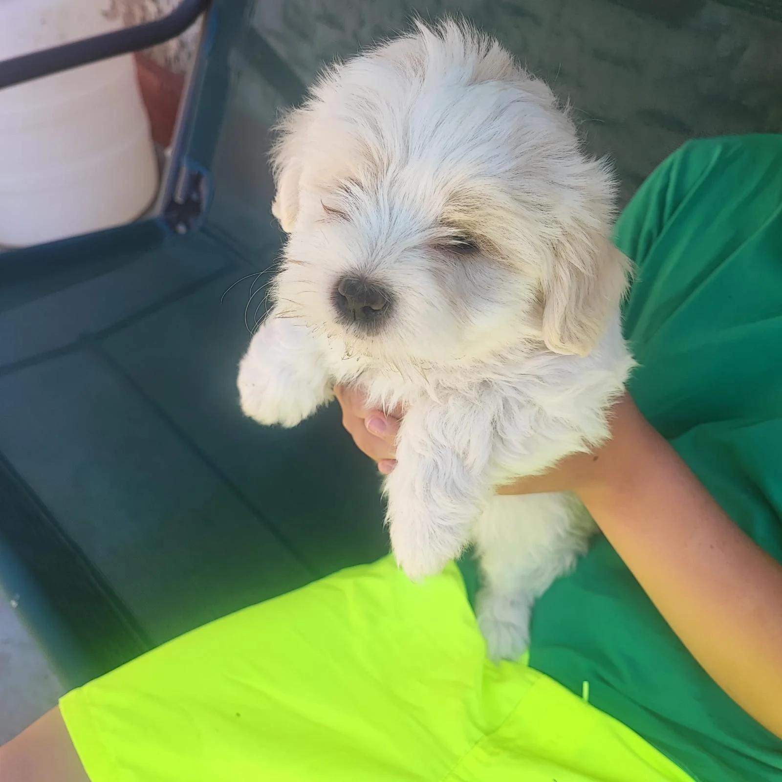 Bichoni Maltezi super jucausi | Dogs | Constanta | 4