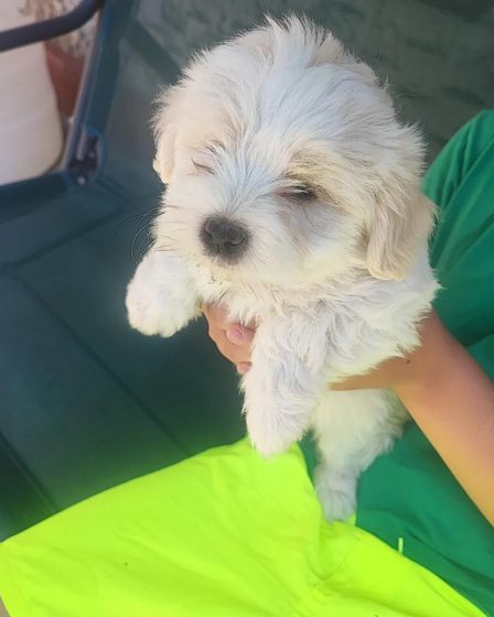Bichoni Maltezi super jucausi | Dogs | Constanta | 4