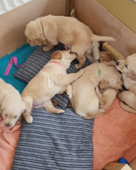 adorable Golden Retriever puppies ready for sale | Dogs | London | 3